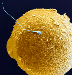 spermatozoo ovulo concepimento