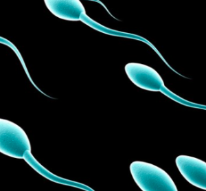 spermatozoi