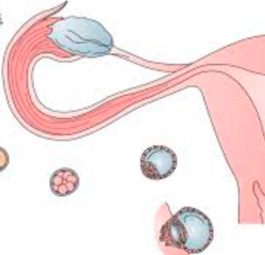utero ovulazione