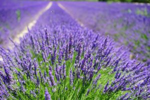 Fiori di lavanda per i piccini