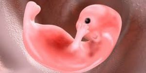 come avviene il passaggio dall'embrione al feto