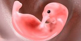 come avviene il passaggio dall'embrione al feto