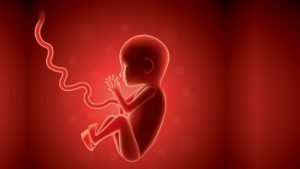 sviluppo del feto