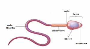 i gameti maschili sono comunemente chiamati spermatozoi