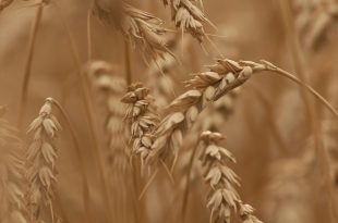 Cereali integrali: vanno bene per lo svezzamento?