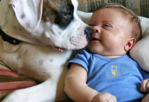 Cani e neonati: un aiuto per farli convivere
