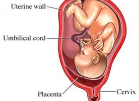 placenta bassa