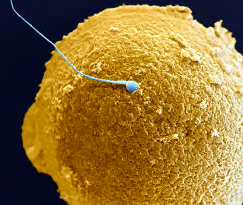 spermatozoo ovulo concepimento