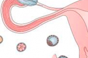 utero ovulazione