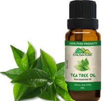 tea tree oil gravidanza